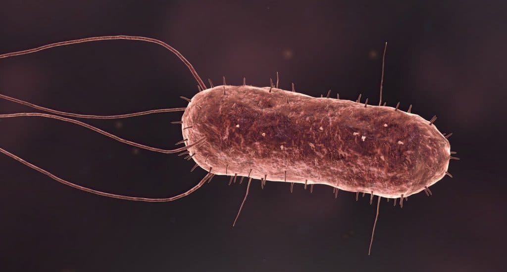Rendered close-up of a single rod-shaped bacterium with trailing flagella and surface hairs on a dark background